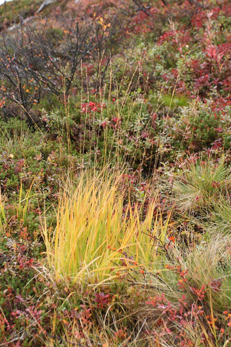 Image of Molinia caerulea specimen.