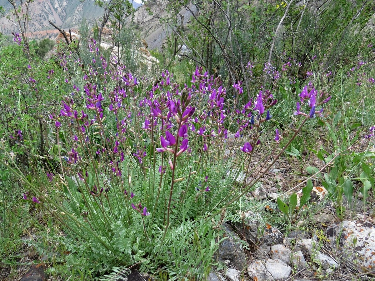 Image of Oxytropis capusii specimen.