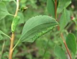 Spiraea crenata. Лист с повреждением (вид снизу). Кабардино-Балкария, Эльбрусский р-н, окр. с. Нейтрино, ок. 1850 м н.у.м., субальпийский луг. 09.07.2020.