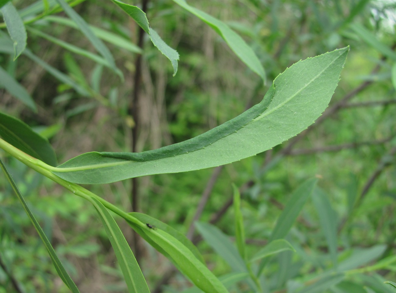 Image of Salix elbursensis specimen.