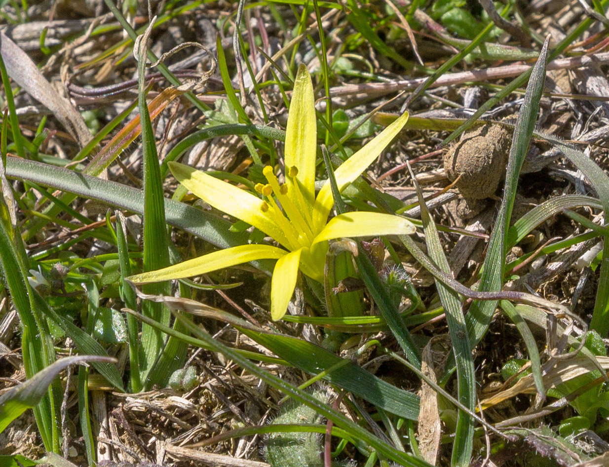 Image of genus Gagea specimen.