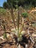 Plantago cretica. Отцветающее растение. Греция, о. Родос, фригана севернее мыса Прасониси. 9 мая 2011 г.
