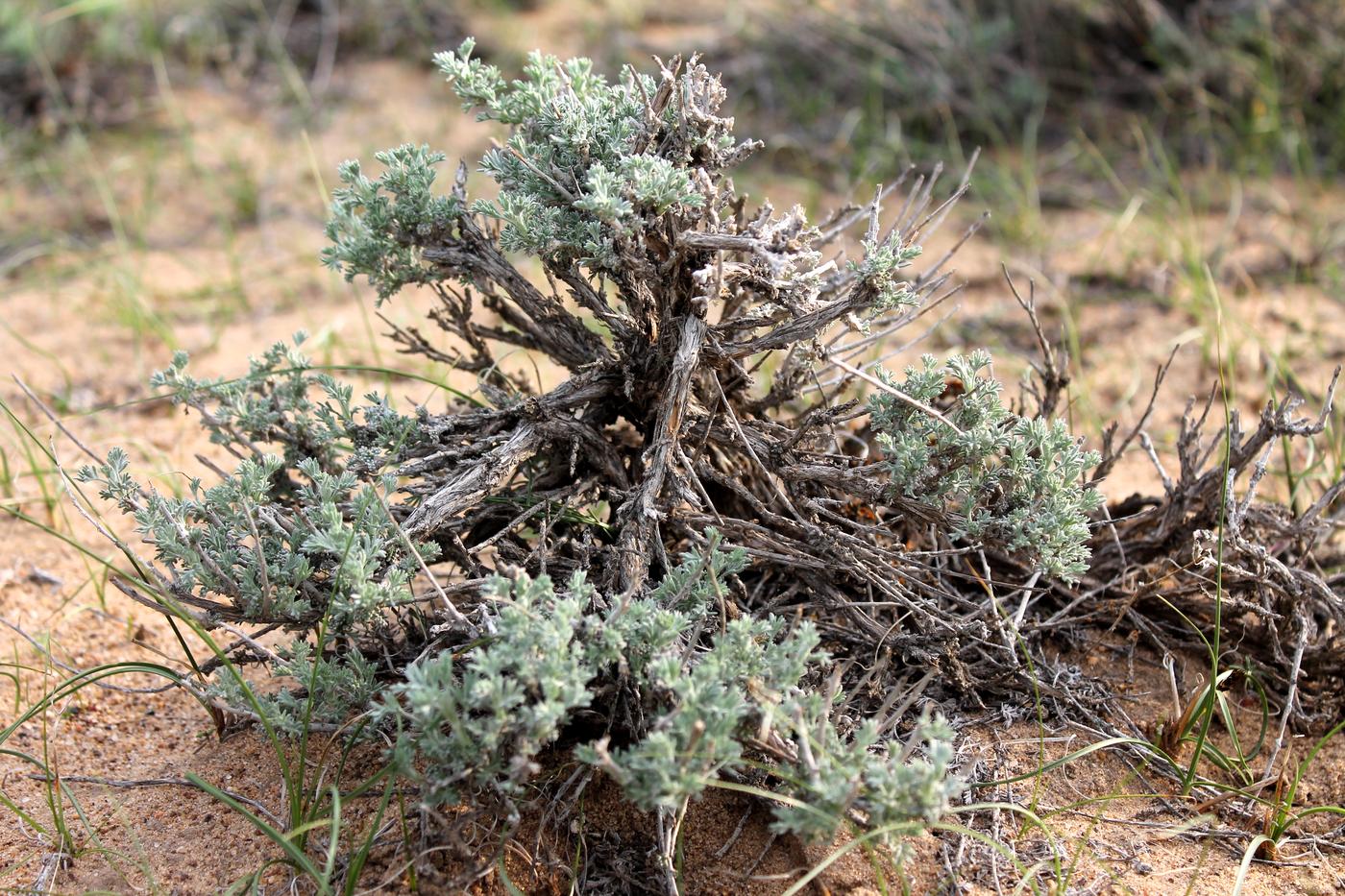 Image of Artemisia terrae-albae specimen.