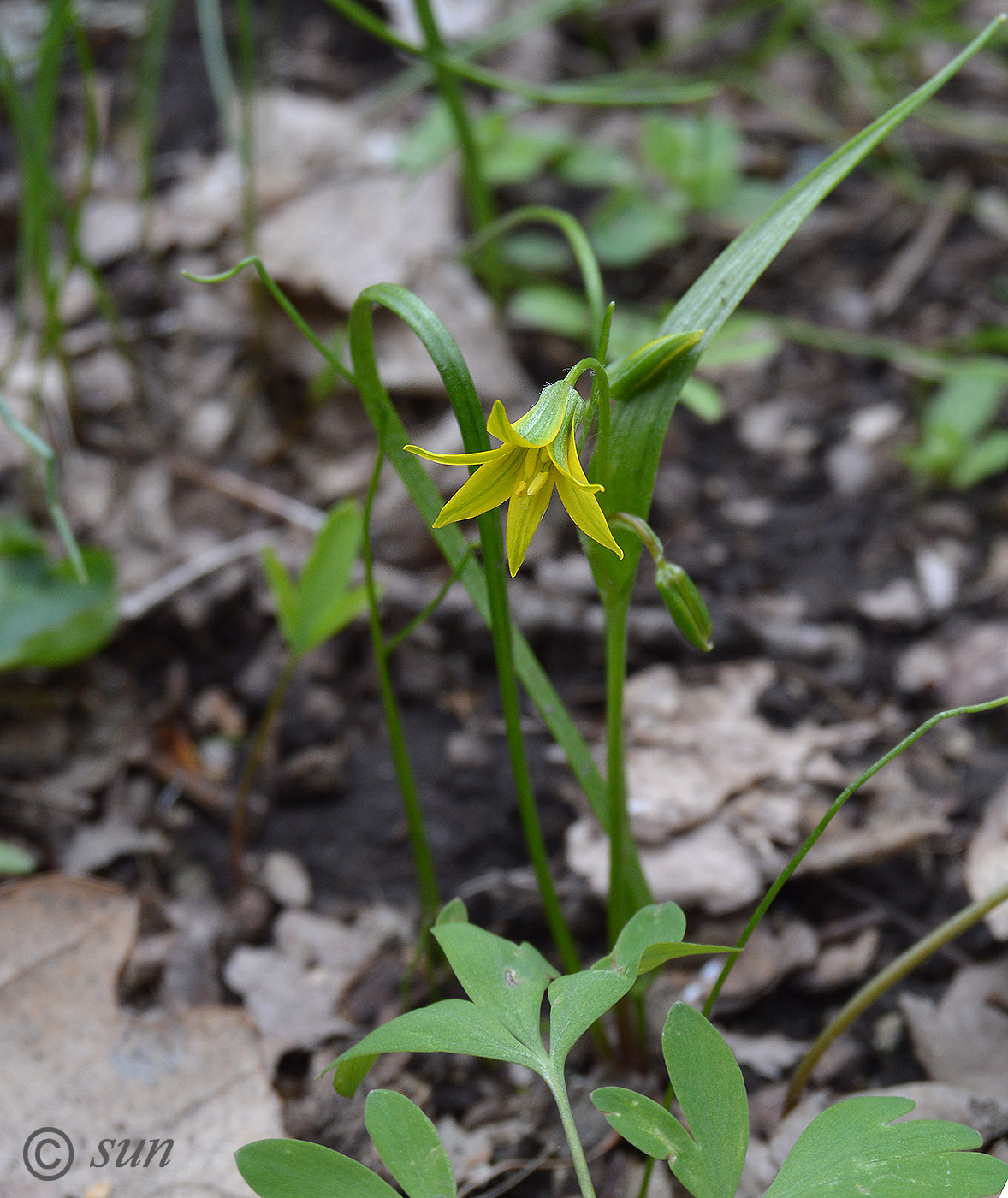 Image of Gagea lutea specimen.