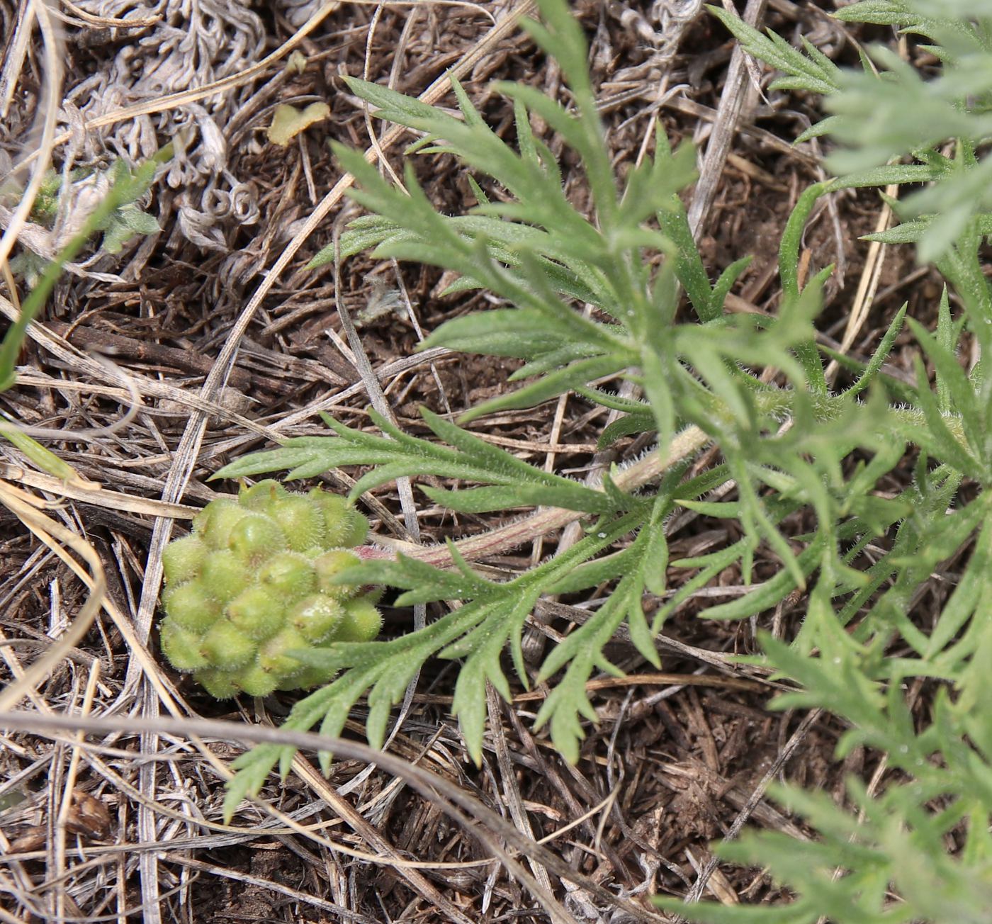 Image of Adonis volgensis specimen.