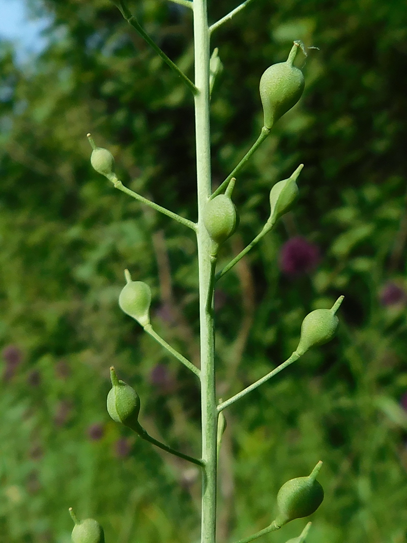 Image of Camelina sylvestris specimen.