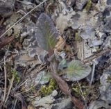 Tephroseris integrifolia. Растение, отрастающее после зимовки. Пермский край, Лысьвенский р-н, долина р. Чусовая, Камень Новиков, крутой склон в хвойном лесу. 04.05.2021.