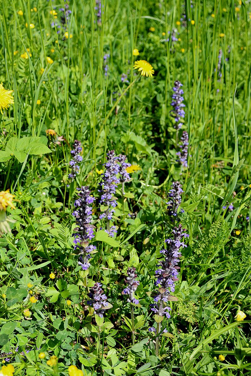 Image of Ajuga reptans specimen.