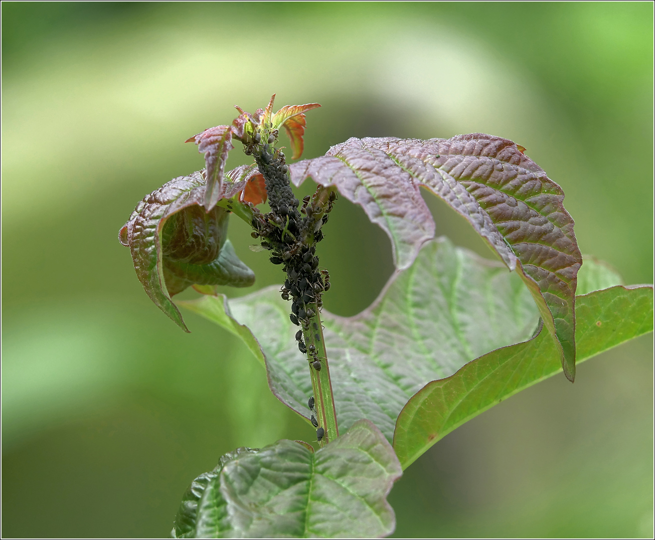 Image of Viburnum opulus specimen.