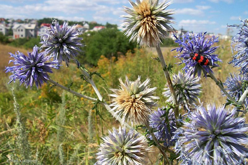Изображение особи Echinops biebersteinii.