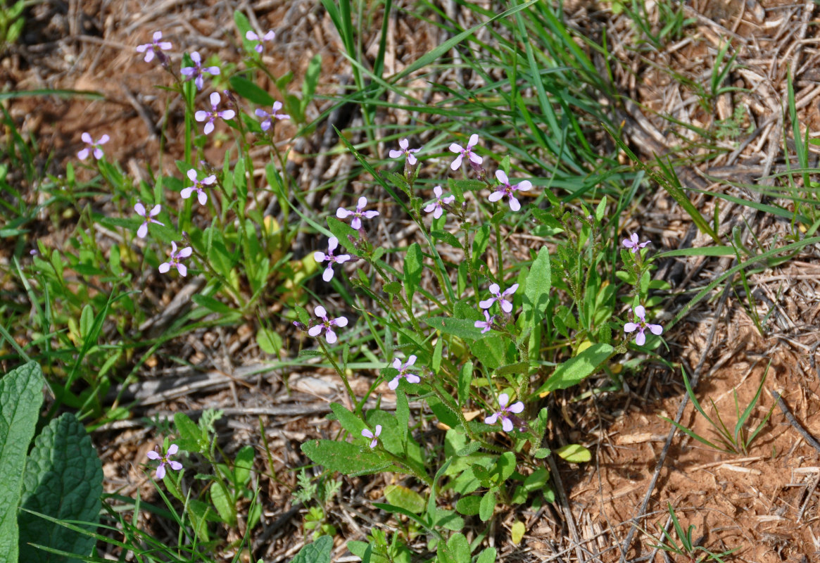 Image of Chorispora tenella specimen.