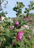 Malva arborea