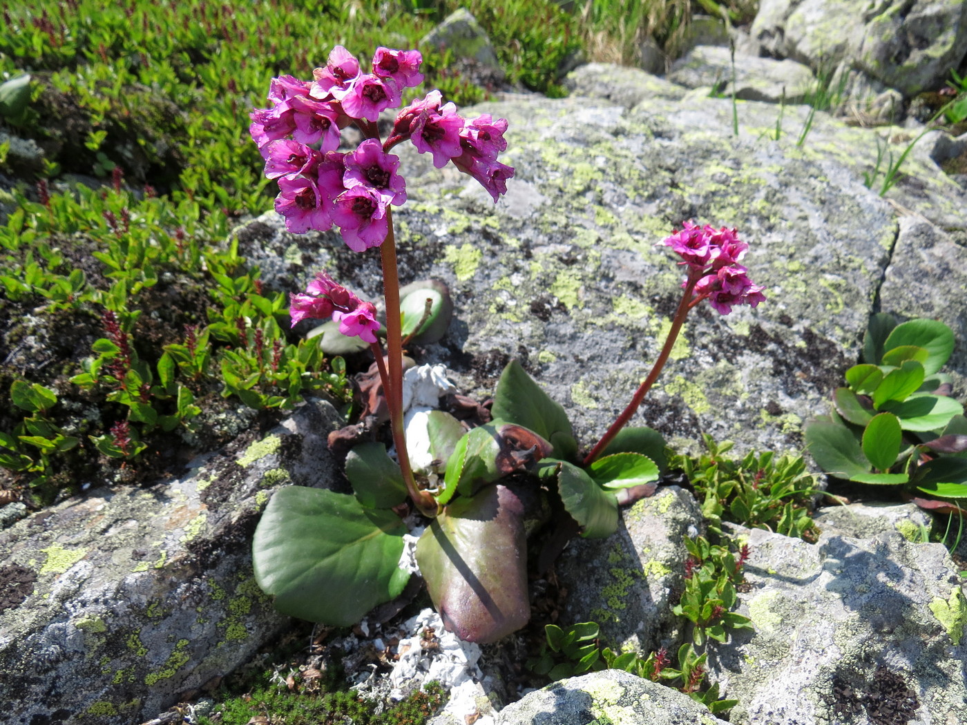 Изображение особи Bergenia crassifolia.