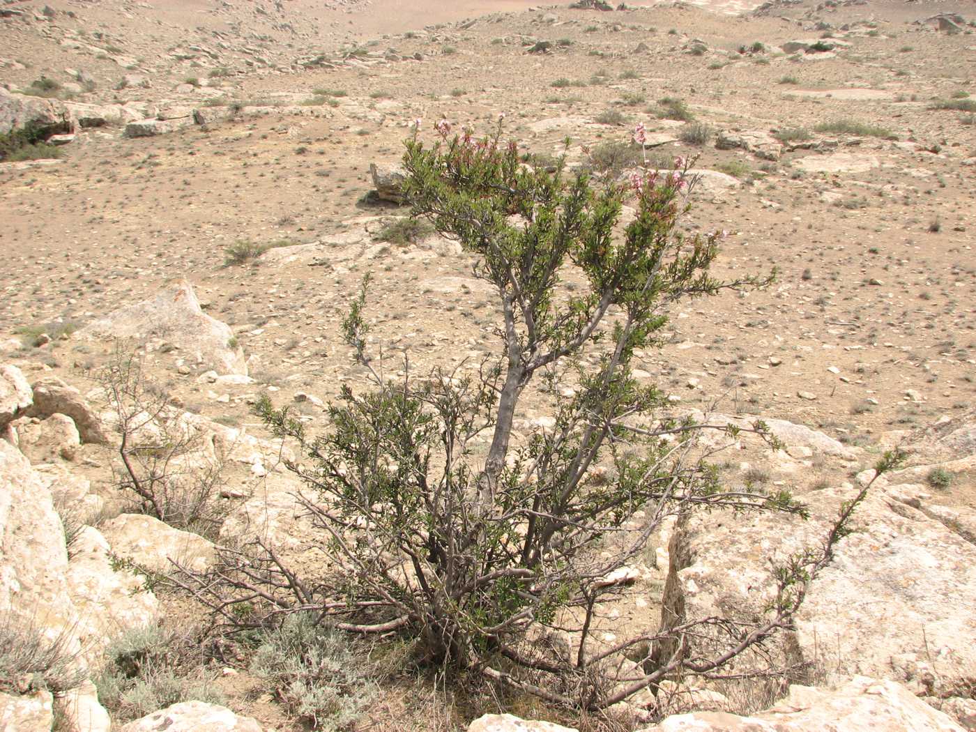 Image of Cerasus microcarpa specimen.