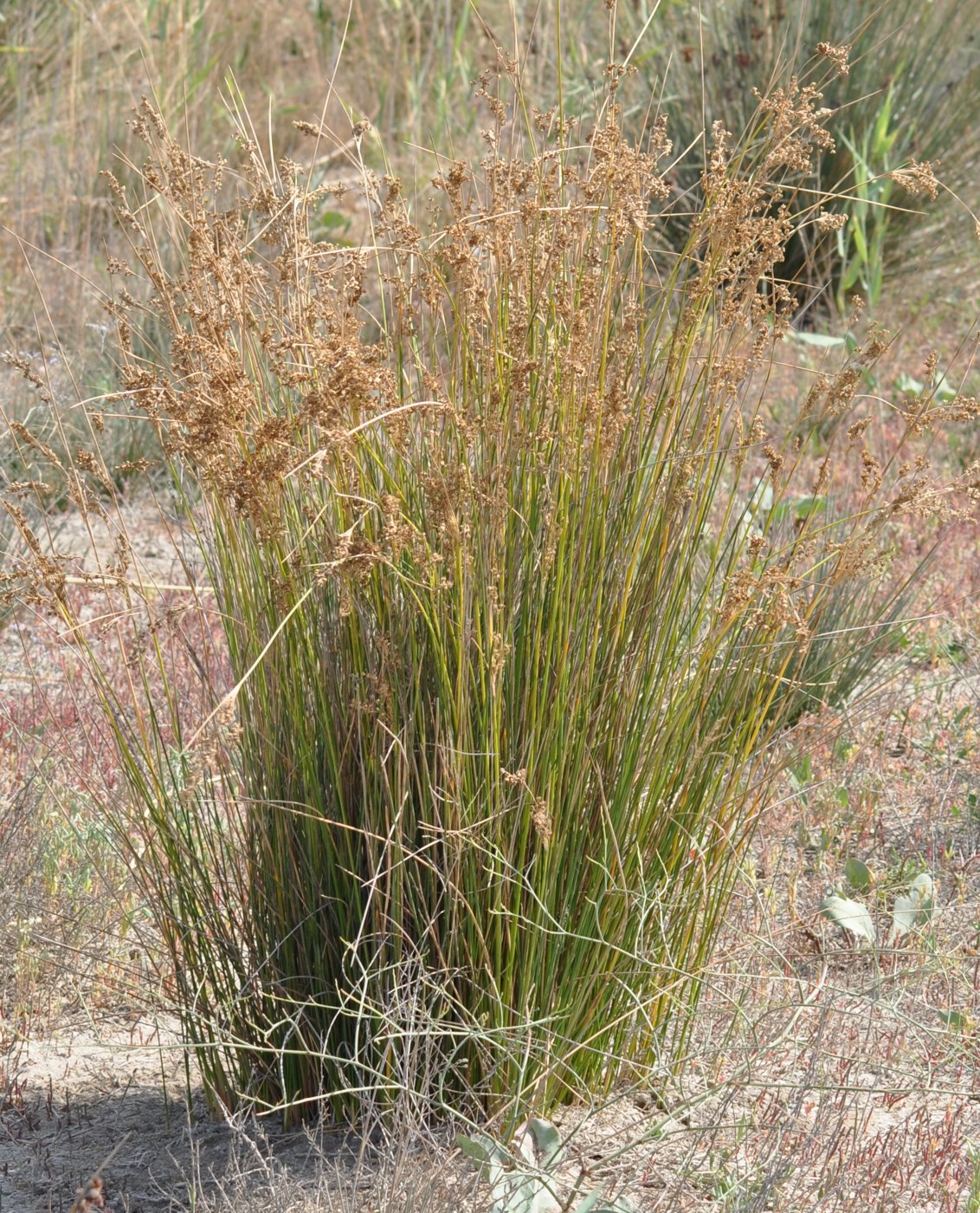 Изображение особи Juncus maritimus.