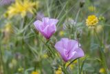 Convolvulus cantabrica