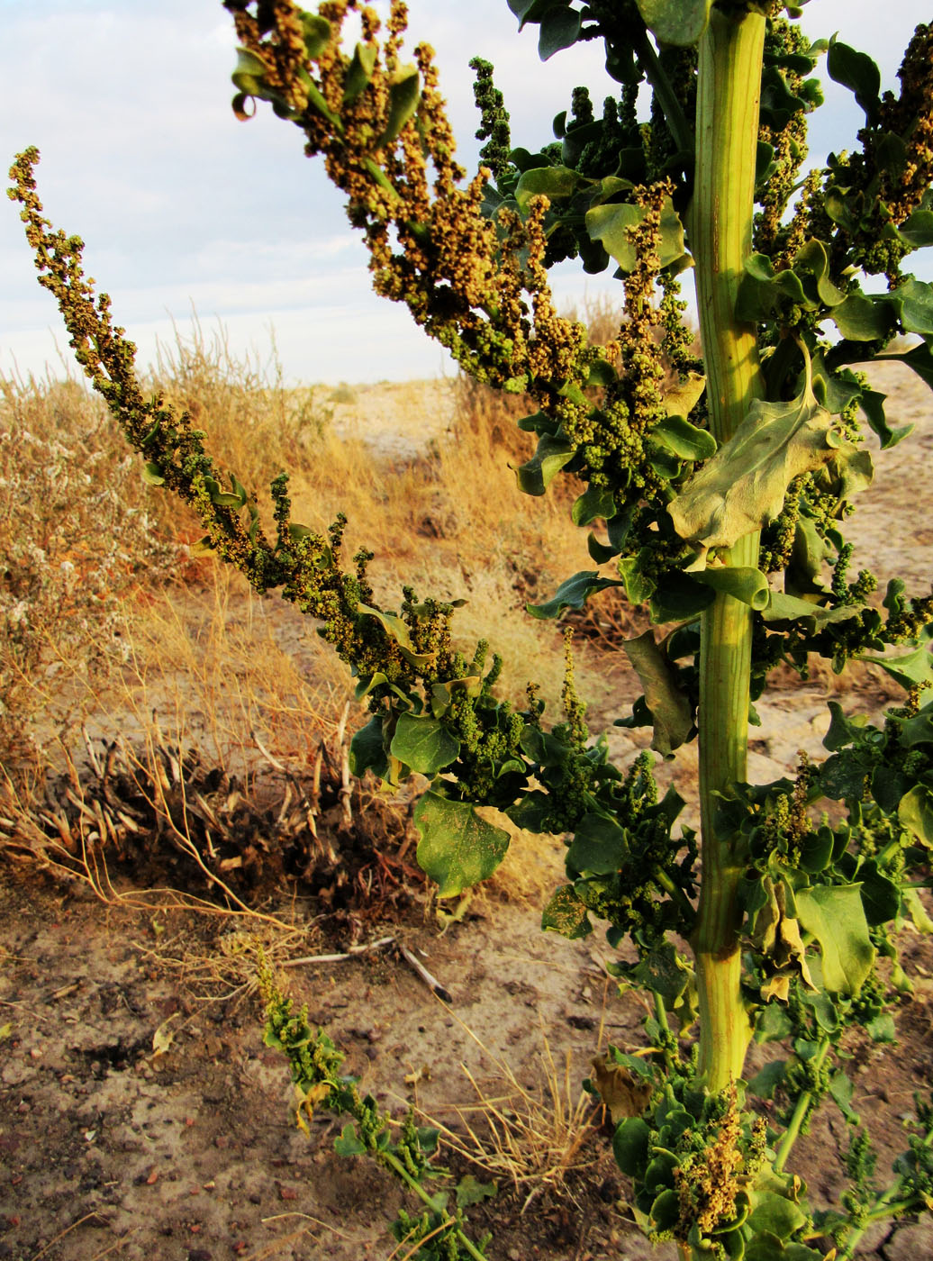 Изображение особи род Chenopodium.