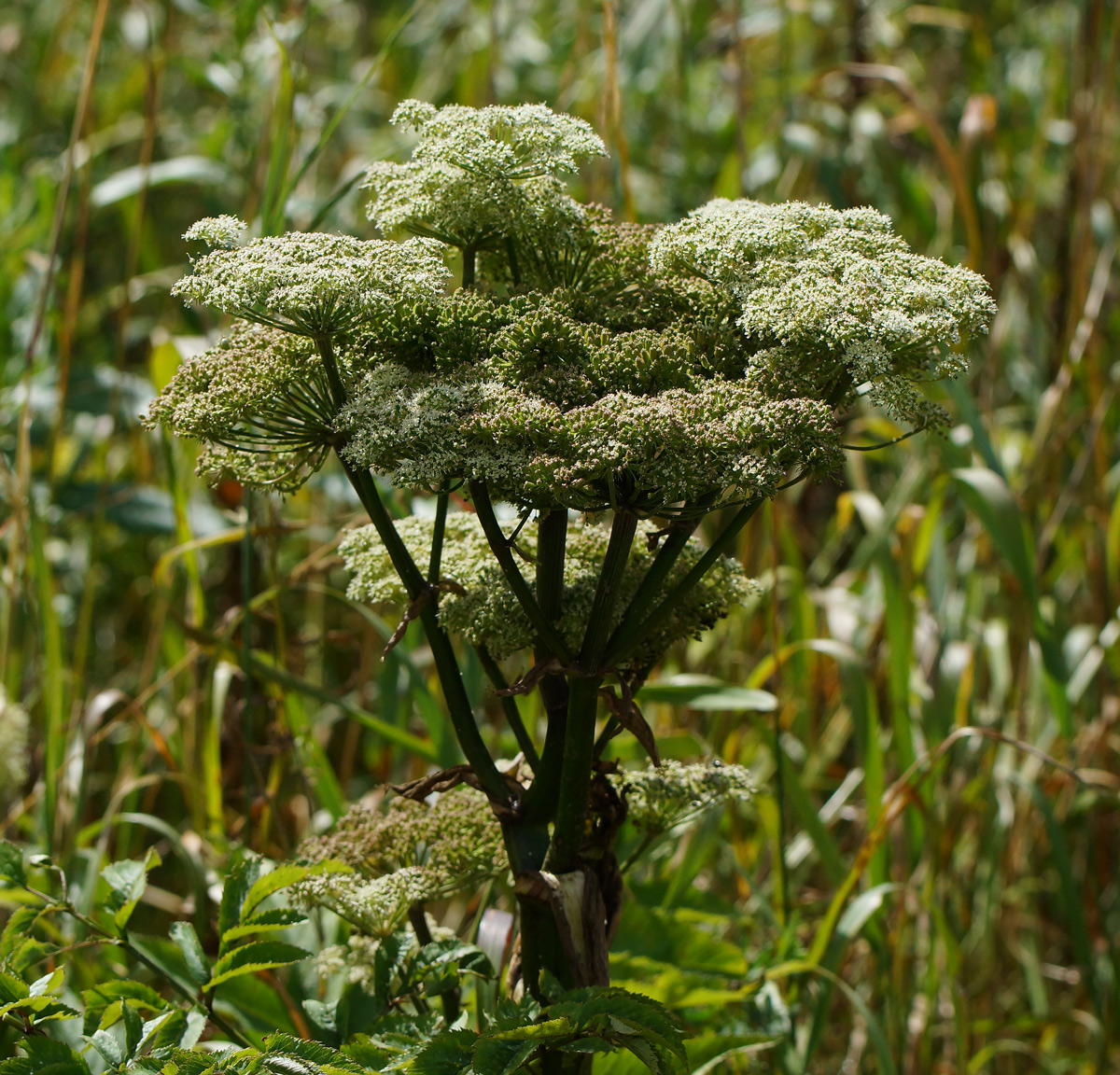 Image of Angelica sylvestris specimen.