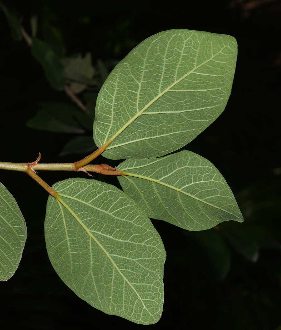 Image of Ficus pumila specimen.