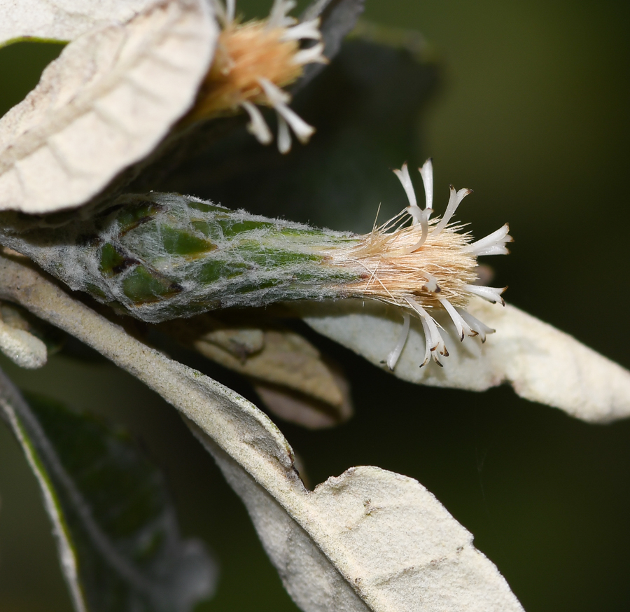 Image of Brachylaena discolor specimen.
