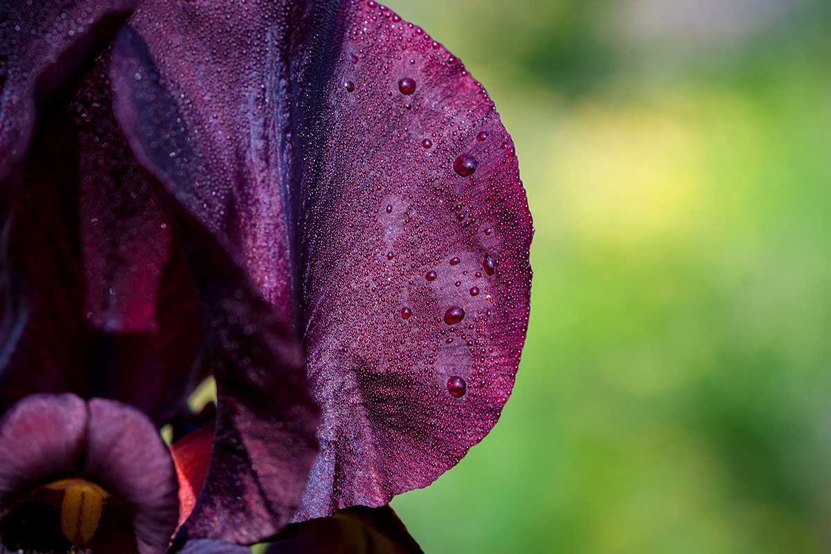 Image of Iris atropurpurea specimen.