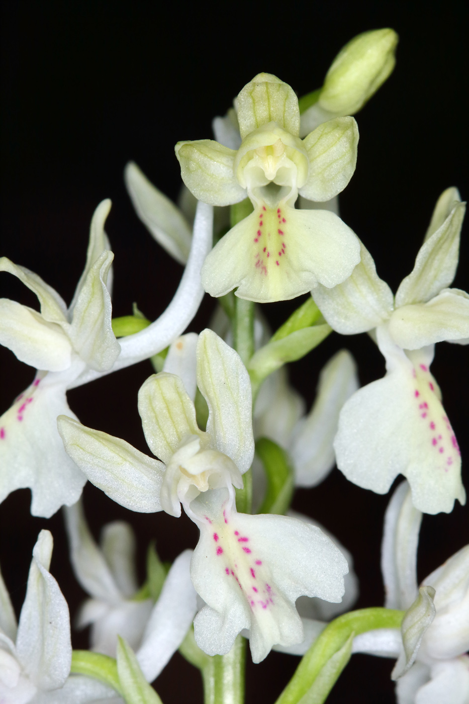 Image of Orchis provincialis specimen.