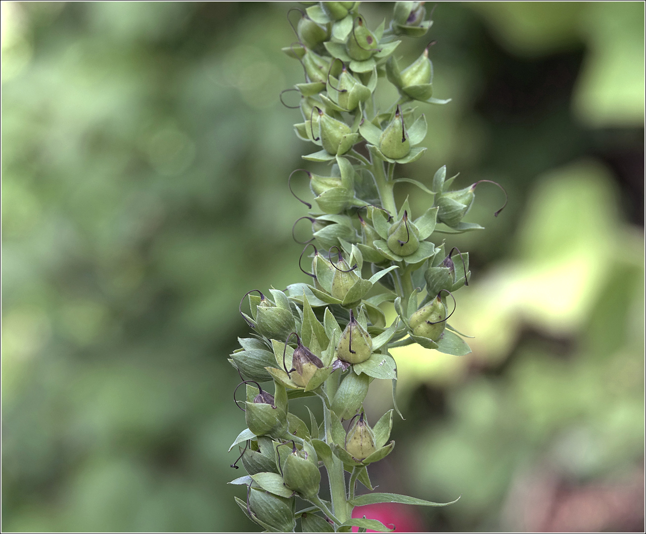 Image of Digitalis purpurea specimen.