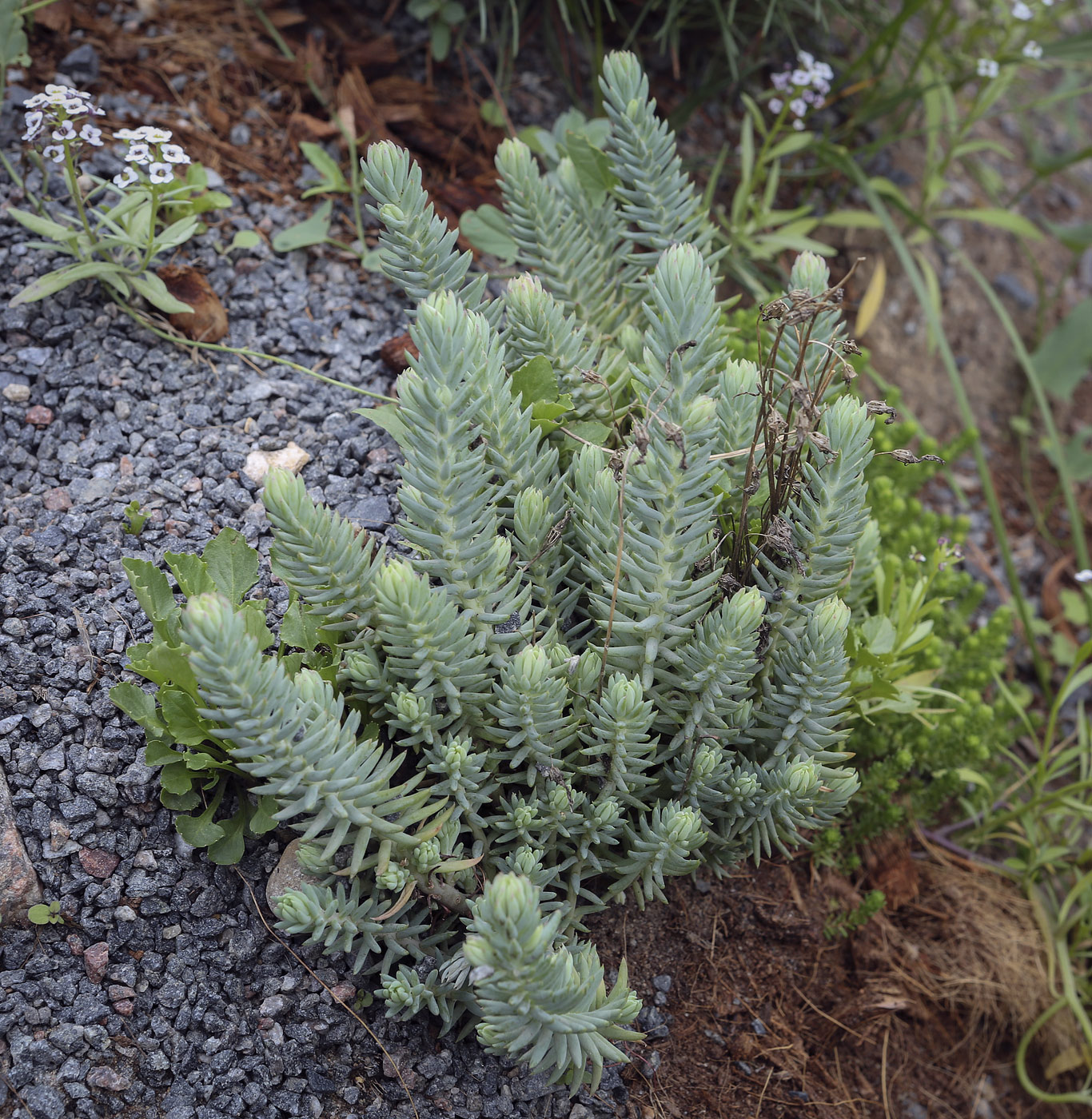 Image of Sedum reflexum specimen.