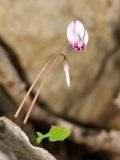 Cyclamen hederifolium подвид confusum. Цветоносы с цветком и бутоном. Греция, о-в Крит, ном Ханья (Νομός Χανίων), дим Киссамос (Κίσσαμος), окр. деревни Полириния (Πολυρρήνια), широколиственный лес вдоль русла временного водотока. 18 октября 2021 г.