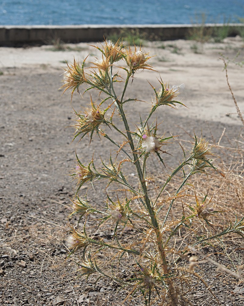 Image of Picnomon acarna specimen.