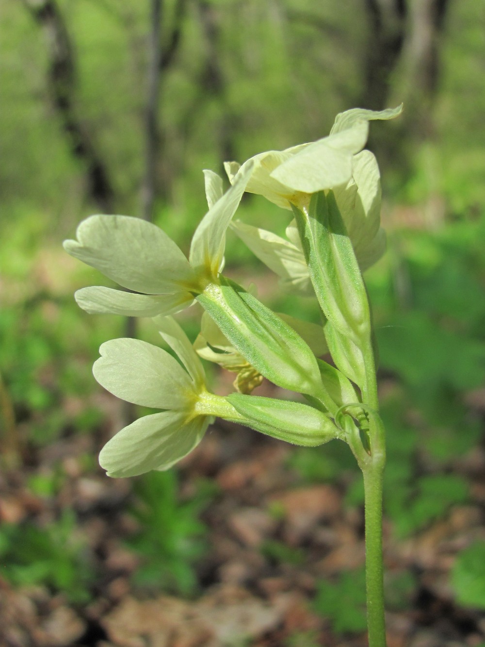 Image of Primula cordifolia specimen.