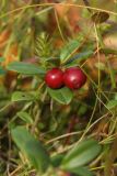 Vaccinium vitis-idaea