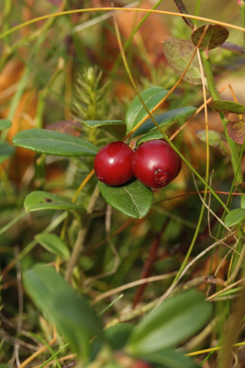 Изображение особи Vaccinium vitis-idaea.