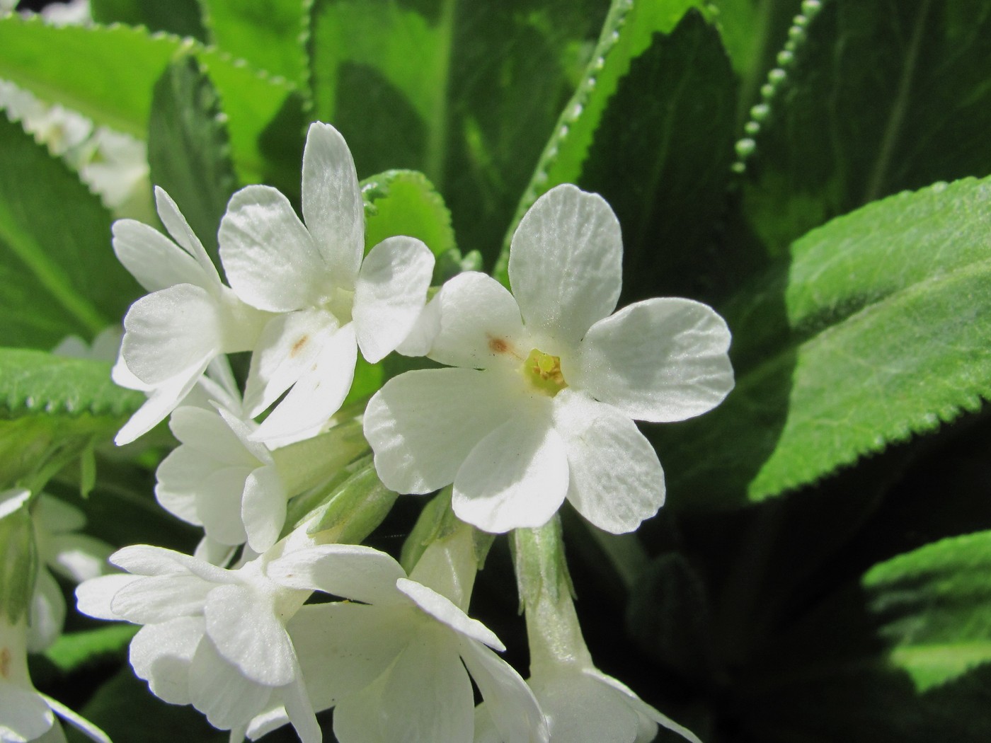 Изображение особи Primula bayernii.