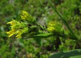 Solidago virgaurea subspecies dahurica. Соцветия с питающимися тлями. Красноярский край, Ермаковский р-н, парк \"Ергаки\", окр. оз. Тушканчик, заросший курумник на берегу озера. 24.07.2012.