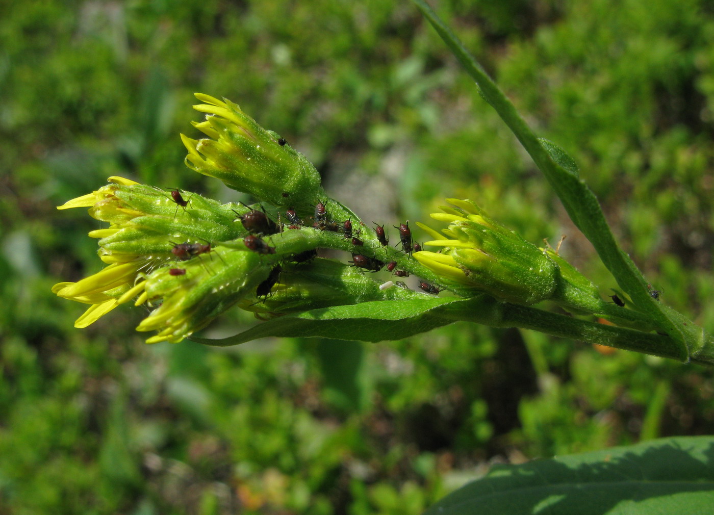 Image of Solidago virgaurea ssp. dahurica specimen.