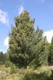 Pinus sibirica. Взрослое дерево. Республика Алтай, Улаганский р-н, берег озера Киделю, выс. ок. 2000 м н.у.м. 6 августа 2020 г.