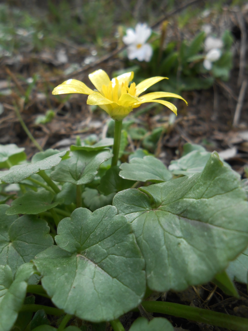 Image of Ficaria ficarioides specimen.