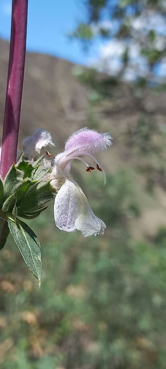 Изображение особи Phlomoides kurpsaica.