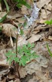 Corydalis solida