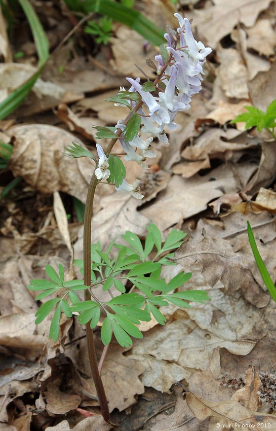Image of Corydalis solida specimen.
