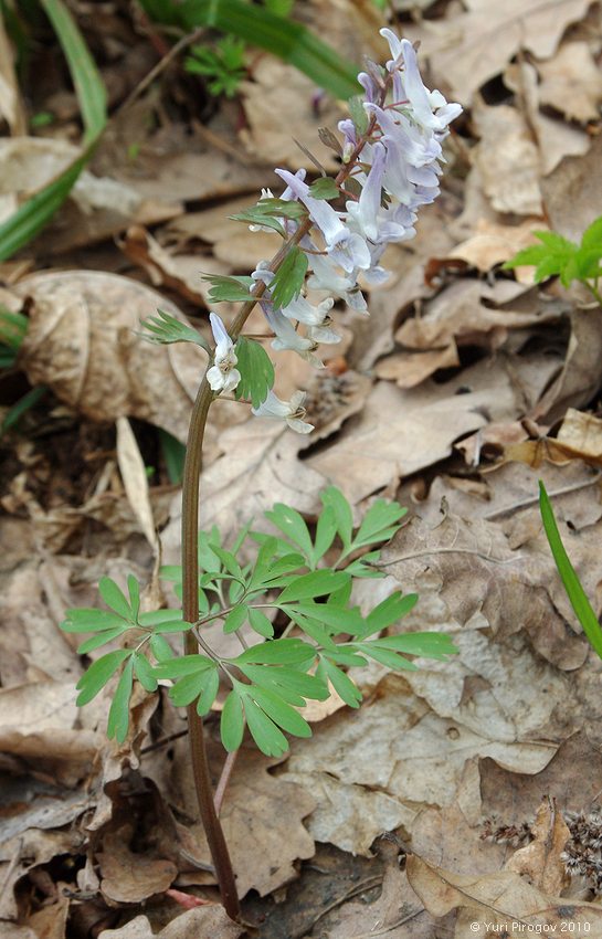 Изображение особи Corydalis solida.