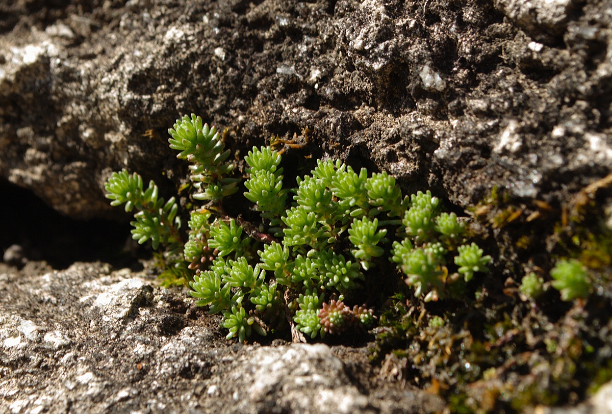 Image of Sedum tenellum specimen.