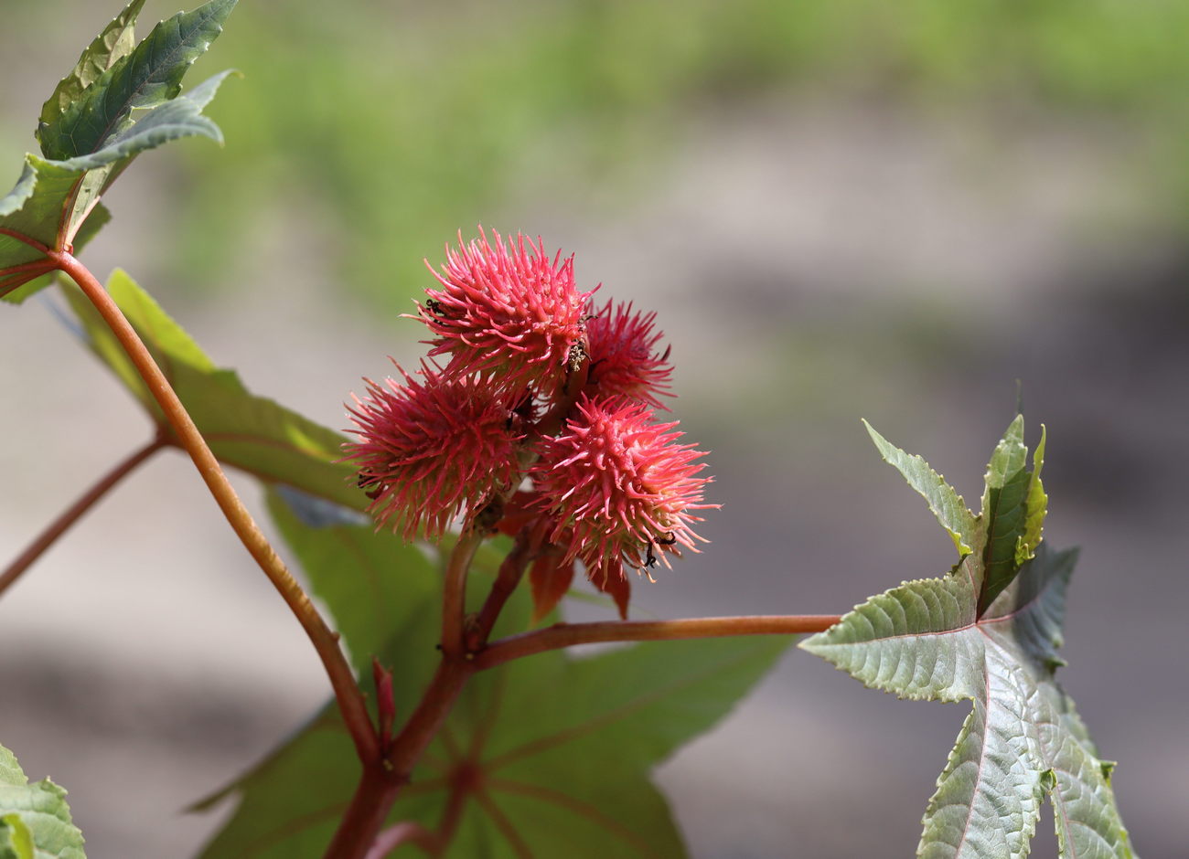 Image of Ricinus communis specimen.