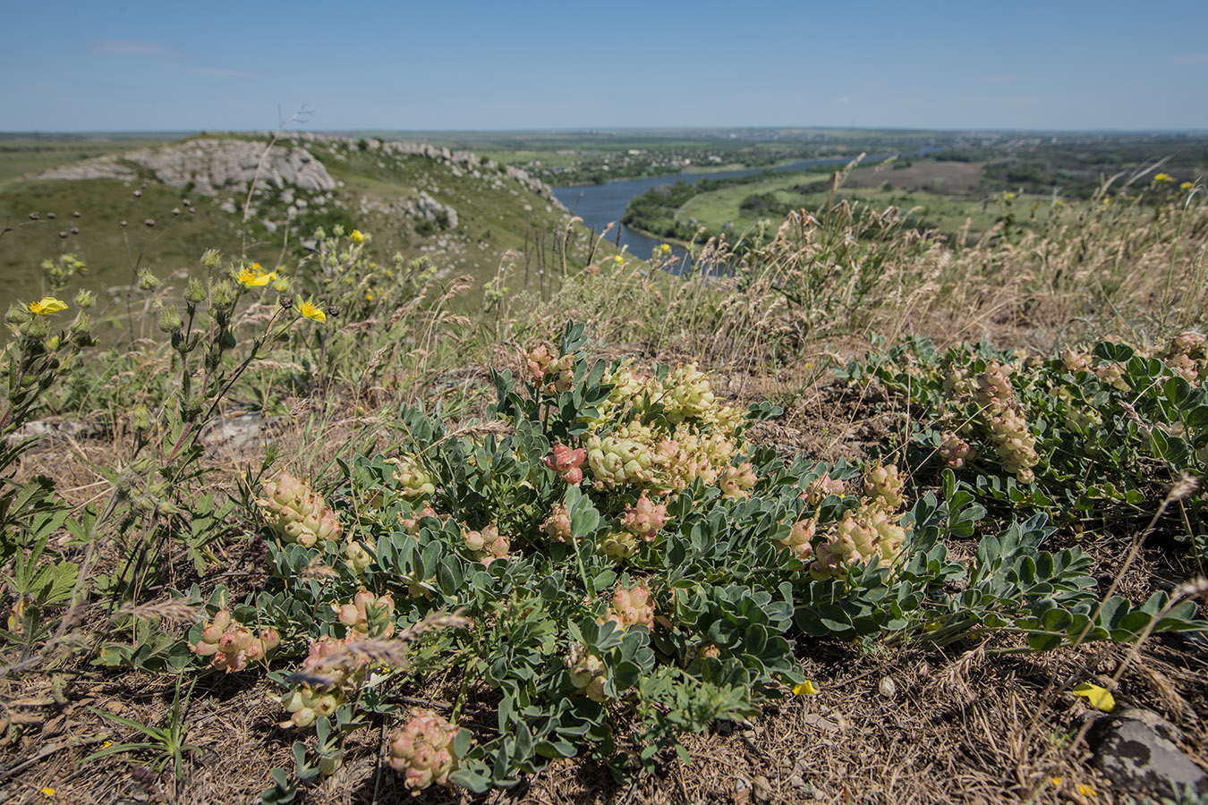 Изображение особи Astragalus calycinus.