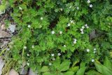 Geranium dahuricum. Цветущее растение. Приморский край, Ольгинский р-н, окр. пос. Тимофеевка, мыс Четырёх Скал, каменные россыпи у моря. 11.07.2022.