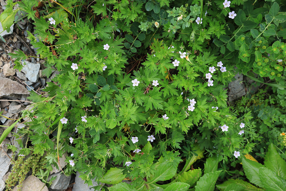 Изображение особи Geranium dahuricum.