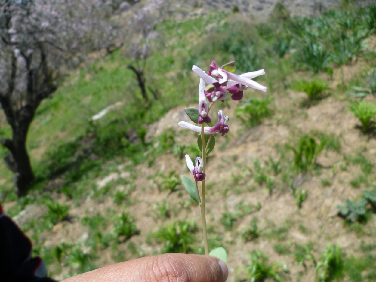 Image of Corydalis ledebouriana specimen.