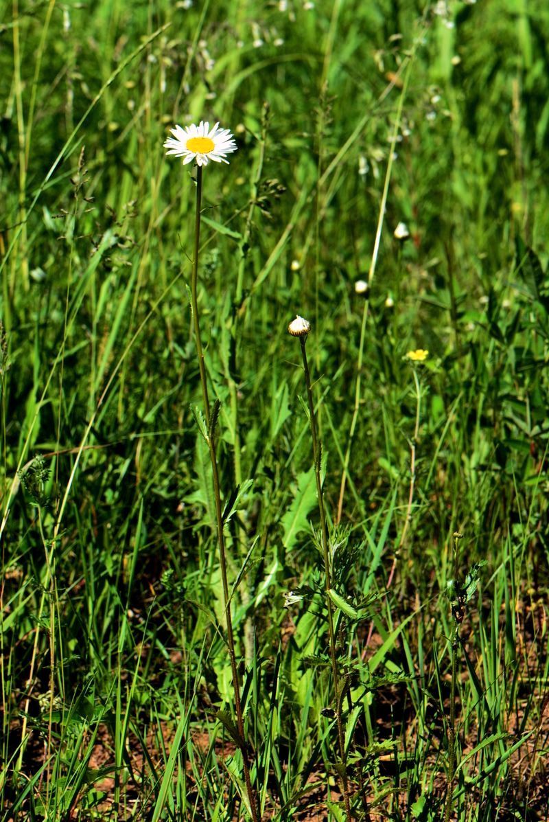 Image of Leucanthemum ircutianum specimen.