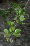 Alnus barbata. Ветвь с соплодиями. Республика Абхазия, р. Кяласур. 23.08.2009.